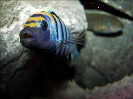 "Cynotilapia Afra Cobue" Spawning Pictures.