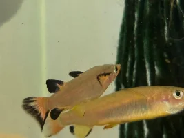 Celebes Halfbeak