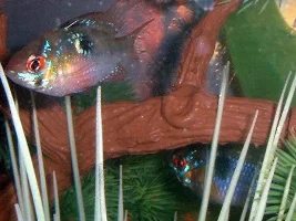 Ram Pictures.