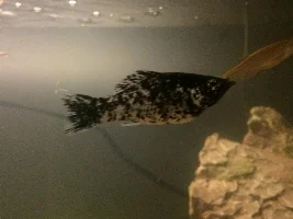 Advise needed please