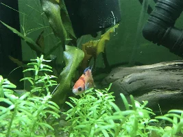 Share your bettas