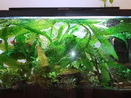 Vote Now - January 2022 Tank of the Month  (17 - 30 gal)