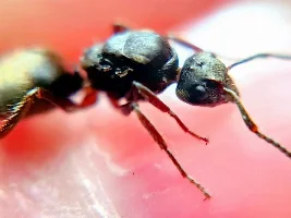 Any insect collectors amongst us?