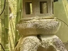 it's an unusual set up for a tank, but the Hillstream's seem to like it...