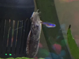 Need 20 gallon long tank stocking help