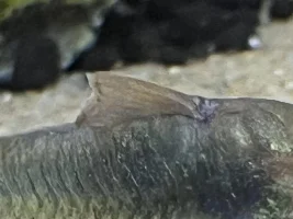 Fin rot bronze corys