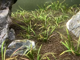 Iwagumi and Dry start method