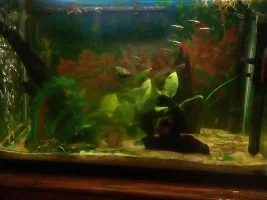 Journey With Algae