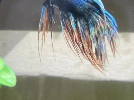 HELP!! NEW BETTA OWNER HERE