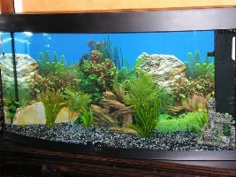 Newbie Tank
