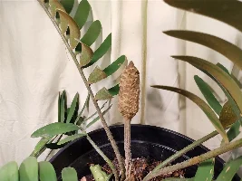 Starting to collect house plants!