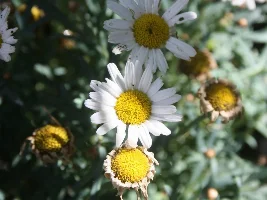 The backyard is blooming...