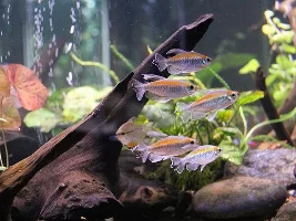 Photos of my aquariums