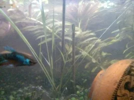 Badger's Sumatran Rice Paddy