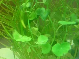 Plant Id And Why Are Some Dying?