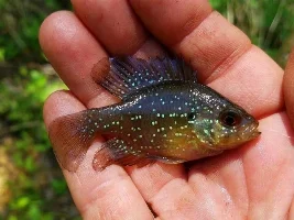 Blue spot sunfish ( Enneacanthus gloriosus )