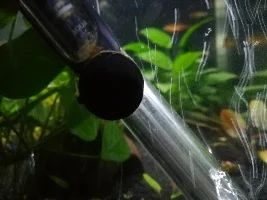Weird Nerite Snail Egg