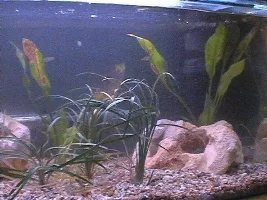 Pictures of my aquarium