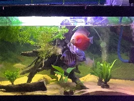 Vote now!..May 2020 Tank of the Month Contest ( 30 US gallons and larger)