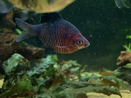 130 gallon planted tank