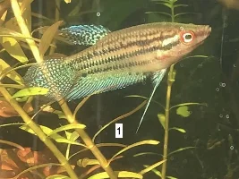 Sexing Croaking Gouramis (Trichopsis vittata)