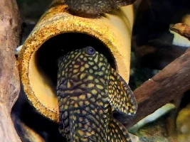 Getting a Bristlenose pleco from Maidenhead aquatics