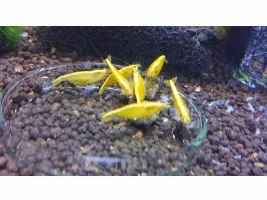 Yellow Sakura shrimp.