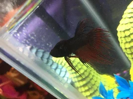 Fish In need