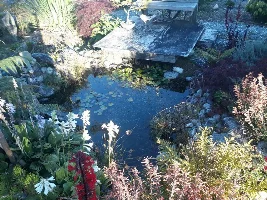 Starting a pond, sort of...
