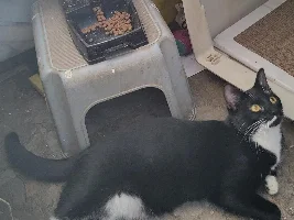 Show us your cat/s!