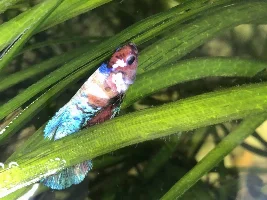 Betts fish help