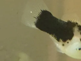 White Spot or not?