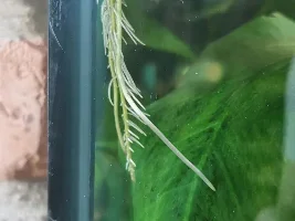 Planted 52