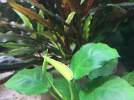 Anubis’s starting to flower?