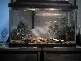 My fish pics