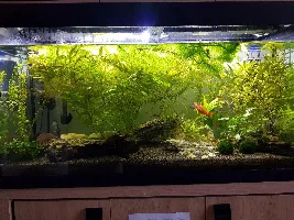 Fat guppy?