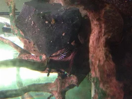 Hypancistrus Zebra, L046, Free To Good Home, Manchester