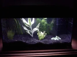 my tank