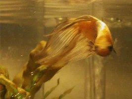 My new Betta Tengu