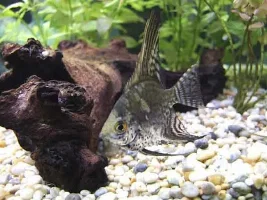 Cichlid Pictures