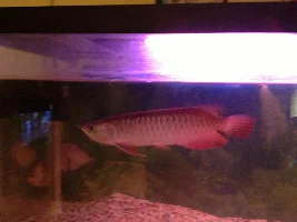 My most expensive fish $ 1300.
