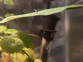 Does my guppy look to be squaring off?