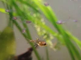 Fish ID