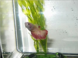 Sorority Tank