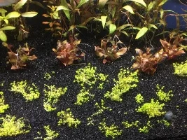 Getting CO2 this week! Journal of tank's evolution