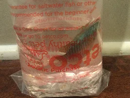 Is my dwarf gourami female??!!