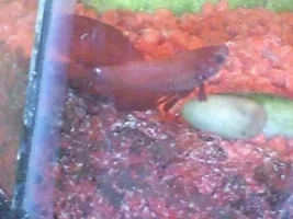 Sick Betta