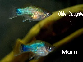 Platy Fry