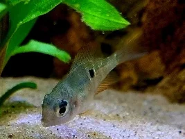 GBR fry photos!