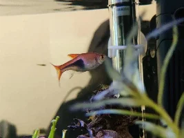 Harlequin gasping for air and big white spot on body